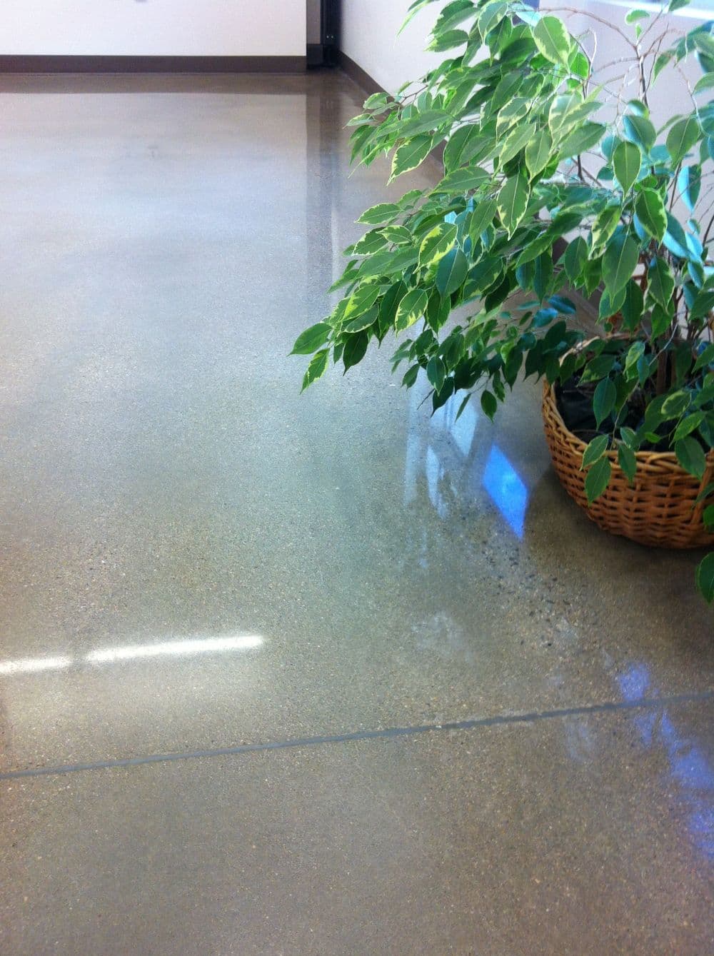Polished concrete floor with a potted plant in a woven basket, enhancing interior aesthetics.